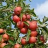 Elstar ® Malus Domestica -BaumReich Geschaft Elstar am Baum