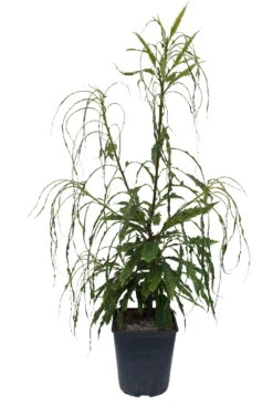 Esskastanie `Asplenifolia´ Castanea Sativa `Asplenifolia´