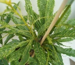 Esskastanie `Asplenifolia´ Castanea Sativa `Asplenifolia´ -BaumReich Geschaft Esskastanie Asplenifolia1