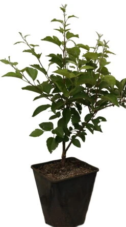 Zierapfel `Evereste´ Malus -BaumReich Geschaft Evereste