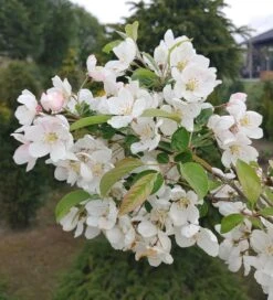 Zierapfel `Evereste´ Malus