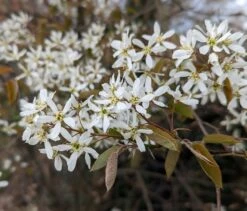 Prince William-Großfruchtige Felsenbirne Amelanchier `Prince William´ 10 Prince William-Großfruchtige Felsenbirne Amelanchier `Prince William´ -BaumReich Geschaft Felsenbirne Bl te