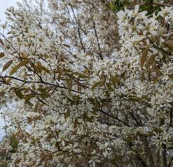 Prince William-Großfruchtige Felsenbirne Amelanchier `Prince William´ 12 Prince William-Großfruchtige Felsenbirne Amelanchier `Prince William´ -BaumReich Geschaft Felsenbirne Bl te 3