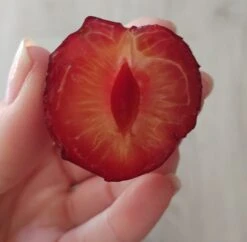 Großfrüchtige Kirschpflaume `Fenja´ Prunus Cerasifera `Fenja´ -BaumReich Geschaft Fenja 1