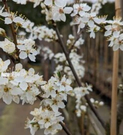 Großfrüchtige Kirschpflaume `Fenja´ Prunus Cerasifera `Fenja´ -BaumReich Geschaft Fenja Bl te