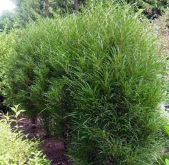 Farnblättriger Säulen-Faulbaum `Fine Line´ Rhamnus Frangula `Fine Line´ -BaumReich Geschaft Fine LIne Kordes Jungpflanzen