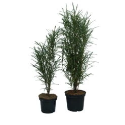 Farnblättriger Säulen-Faulbaum `Fine Line´ Rhamnus Frangula `Fine Line´ -BaumReich Geschaft Fine Line Faulbaum 2