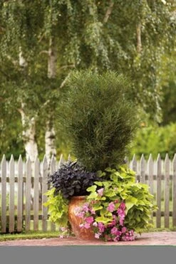 Farnblättriger Säulen-Faulbaum `Fine Line´ Rhamnus Frangula `Fine Line´ -BaumReich Geschaft Fine Line Kordes Jungpflanzen1