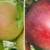 Duo-Apfelbaum `Finkenwerder Herbstprinz´ & `Roter Boskoop´ Malus Domestica -BaumReich Geschaft Finkenwerder und Boskoop