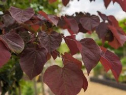 Judasbaum `Forest Pansy´ Cercis Canadensis -BaumReich Geschaft Forest Pansy1