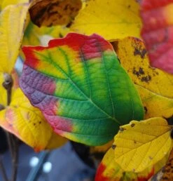 Großer Federbuschstrauch Fothergilla Major -BaumReich Geschaft Fothergilla Herbstf rbung1