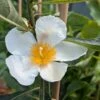 Franklinia Alatamaha "Franklinie / Franklinbaum" Franklinia Alatamaha -BaumReich Geschaft Franklina Bl te