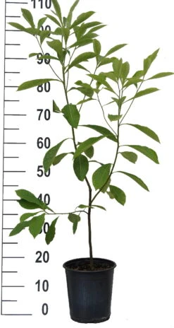 Franklinia Alatamaha "Franklinie / Franklinbaum" Franklinia Alatamaha -BaumReich Geschaft Franklinie neu weiss