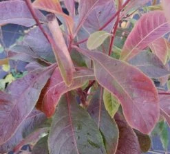 Franklinia Alatamaha "Franklinie / Franklinbaum" Franklinia Alatamaha -BaumReich Geschaft Frankliniha