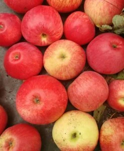 Säulenapfel `Frenic´ Malus Domestica -BaumReich Geschaft Frenic5b7ace80344fd