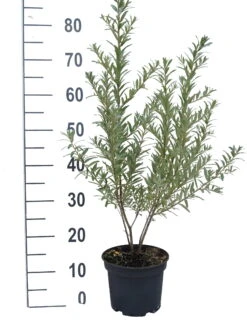 Sanddorn `Friesdorfer Orange´ (selbstfruchtbar) Hippophae Rhamnoides `Friesdorfer Orange´ 5 Sanddorn `Friesdorfer Orange´ (selbstfruchtbar) Hippophae Rhamnoides `Friesdorfer Orange´ -BaumReich Geschaft Friesdorfer Orange