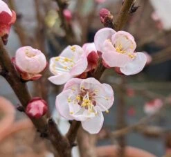 Zwerg-Aprikose `Garden Aprigold® ´ Prunus Armeniaca `Garden Aprigold´ -BaumReich Geschaft Garden Aprigold Bl te