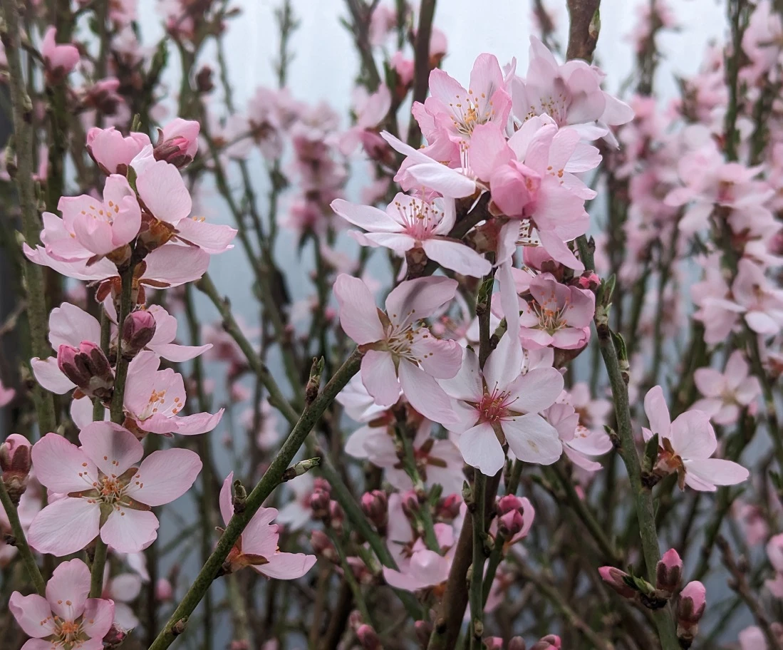 Zwerg-Fruchtmandel `Garden Prince´ Prunus `Zwerg-Fruchtmandel´ 3 Zwerg-Fruchtmandel `Garden Prince´ Prunus `Zwerg-Fruchtmandel´