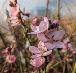 Zwerg-Fruchtmandel `Garden Prince´ Prunus `Zwerg-Fruchtmandel´ 10 Zwerg-Fruchtmandel `Garden Prince´ Prunus `Zwerg-Fruchtmandel´ -BaumReich Geschaft Garden Prince Bl te2