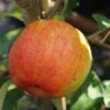 Geheimrat Oldenburg Malus Domestica -BaumReich Geschaft Geheimrat Oldenburg