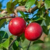 Gerlinde ® Malus Domestica -BaumReich Geschaft GerlindeRUQRs7DqhHjrf