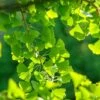 Ginkgo / Fächerblattbaum Ginkgo Biloba -BaumReich Geschaft Ginkgo 3