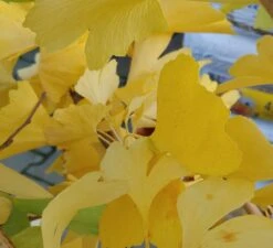 Ginkgo / Fächerblattbaum Ginkgo Biloba -BaumReich Geschaft Ginkgo biloba Herbstf rbung