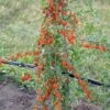 Goji / Chinesische Wolfsbeere `Big Lifeberry´ Lycium Barbarum `Big Lifeberry´ -BaumReich Geschaft Goji