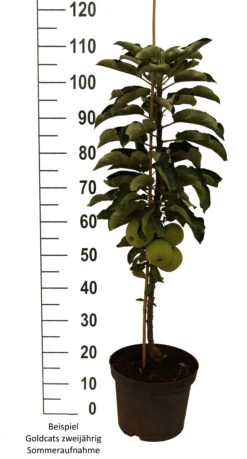 Säulenapfel `Goldcats´ Malus Domestica `Goldcats´ -BaumReich Geschaft Goldcats zweij hrig weiss