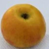 Goldrenette Von Blenheim Malus Domestica `Goldrenette Von Blenheim´