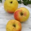Grahams Jubiläumsapfel Malus Domestica `Graham´s Jubiläumsapfel´ 2 Grahams Jubiläumsapfel Malus Domestica `Graham´s Jubiläumsapfel´ -BaumReich Geschaft GrahamsDfq5bGLvl8FVV