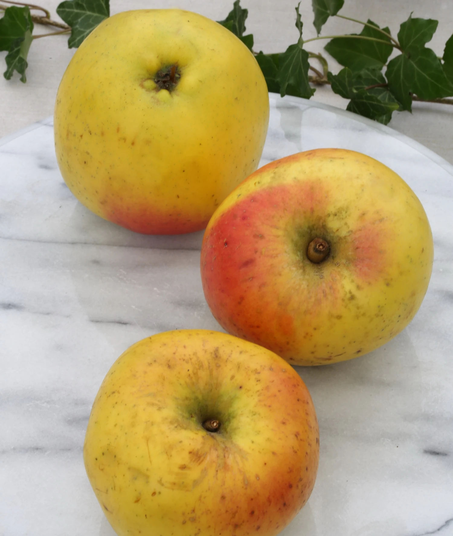 Grahams Jubiläumsapfel Malus Domestica `Graham´s Jubiläumsapfel´ 3 Grahams Jubiläumsapfel Malus Domestica `Graham´s Jubiläumsapfel´