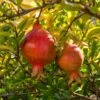 Granatapfel `Crimson Sky´ Punica Granatum `Crimson Sky´ -BaumReich Geschaft Granatapfel 2