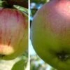 Duo-Apfelbaum `Goldparmäne´ & `Kaiser Wilhelm´ Malus Domestica -BaumReich Geschaft Gravensteiner Kaiser Wihleml 1
