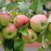 Gravensteiner Malus Domestica -BaumReich Geschaft Gravensteiner5LEjpsAOzIdA8