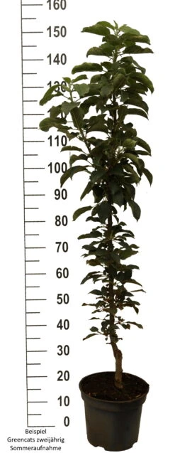 Säulenapfel `GreenCats´ Malus Domestica `Greencats´ -BaumReich Geschaft Greencats weiss