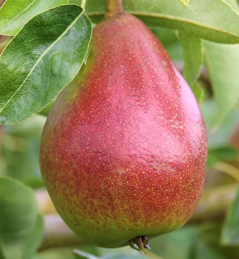 Gute Luise Pyrus Communis `Gute Luise´ 3 Gute Luise Pyrus Communis `Gute Luise´