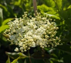 Holunder `Haidegg 17´ Sambucus Nigra `Haidegg17´ -BaumReich Geschaft Haidegg Bl te