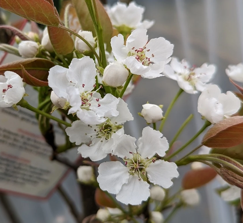 Nashi Hakko Pyrus Pyrifolia `Hakko´ 5 Nashi Hakko Pyrus Pyrifolia `Hakko´ – Bild 3