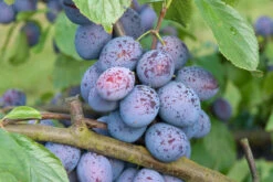 Hanita ® Prunus Domestica `Hanita -BaumReich Geschaft Hanita3