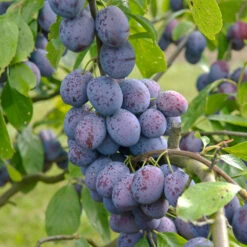 Hanita ® Prunus Domestica `Hanita