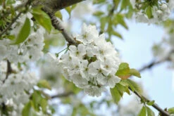 BaumReich Geschaft 22 BaumReich Geschaft -BaumReich Geschaft Hedelfinger Risen Bl te