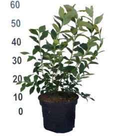 Heidelbeere - Reka Vaccinum Corymbosum `Reka´ -BaumReich Geschaft Heidelbeere reka 2