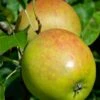 Holsteiner Cox Malus Domestica -BaumReich Geschaft Holsteiner Cox