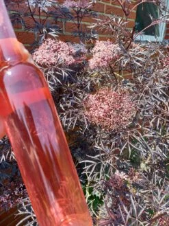 Holunder Black Lace ® Sambucus Nigra `Black Lace´ -BaumReich Geschaft Holunderbl ten Likor rosa