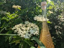 Holunder Haschberg Sambucus Nigra `Haschberg´ -BaumReich Geschaft Holunderbl tenlik r weiss