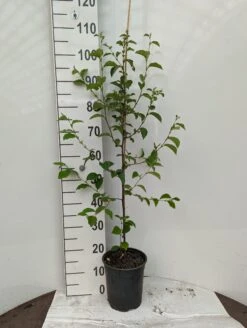 Chinesische Quitte / Holzquitte Pseudocydonia Sinensis -BaumReich Geschaft Holzquitte