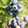 Heidelbeere `Hortblue Petite´ Kompakt Wachsend Vaccinum Corymbosum `Hortblue Petite´ -BaumReich Geschaft Hortblue petite3