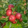 Idared Malus Domestica `Idared´ -BaumReich Geschaft Idared 2