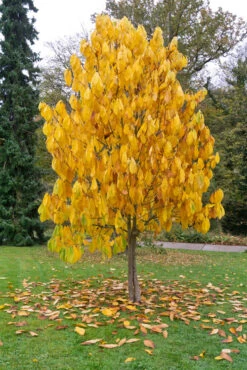 Veredelte Indianerbanane `Prolific´ Asimina Triloba `Profilic´ -BaumReich Geschaft Indianerbanane BaumW2DFt4kwjl8ci